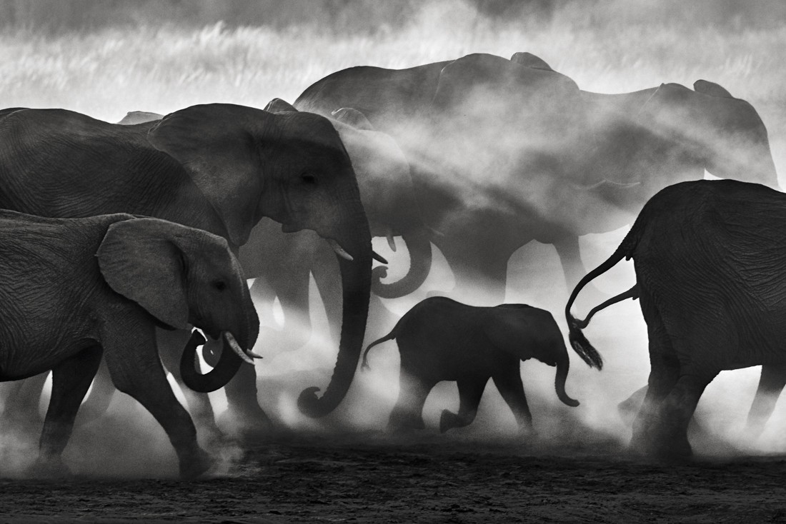 Photographie d'une famille d'éléphants protégeant un petit éléphanteau.